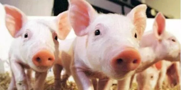 猪价上涨，养殖户进击10000亿大市场｜投融界研究院008期